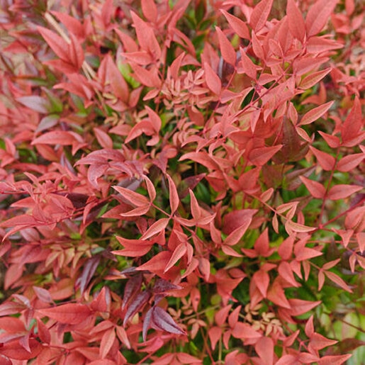 Nandina Domestica Cool Glow Pomegranate Heavenly Bamboo | SiteOne US